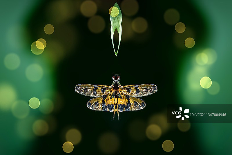 圣诞彩灯下的蜻蜓图片素材