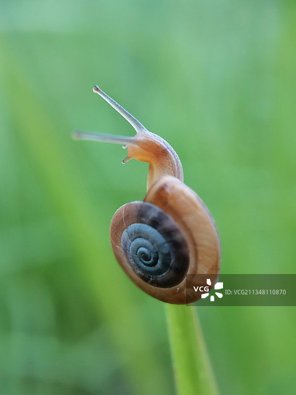 植物上的蜗牛特写镜头图片素材