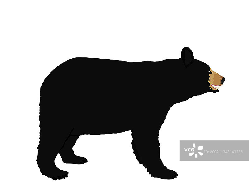 美洲黑熊孤立无援图片素材