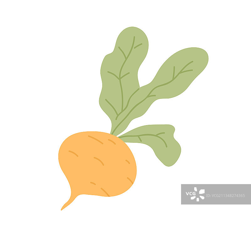 新鲜的萝卜与叶图标的瑞典块茎图片素材