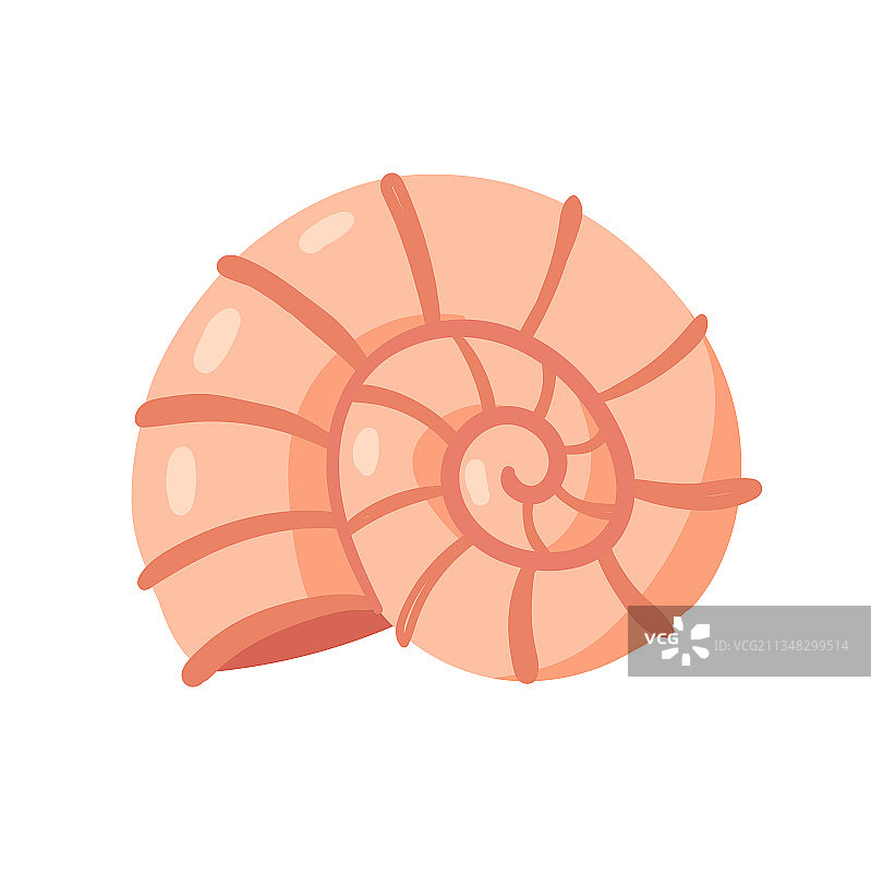 螺旋形的贝壳类软体动物，来自海洋图片素材