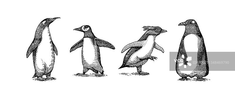 帝企鹅和可爱的小企鹅大人在一起图片素材