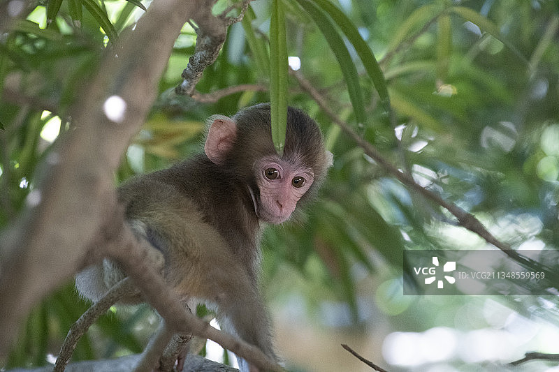 猴子坐在树上的低角度视图图片素材