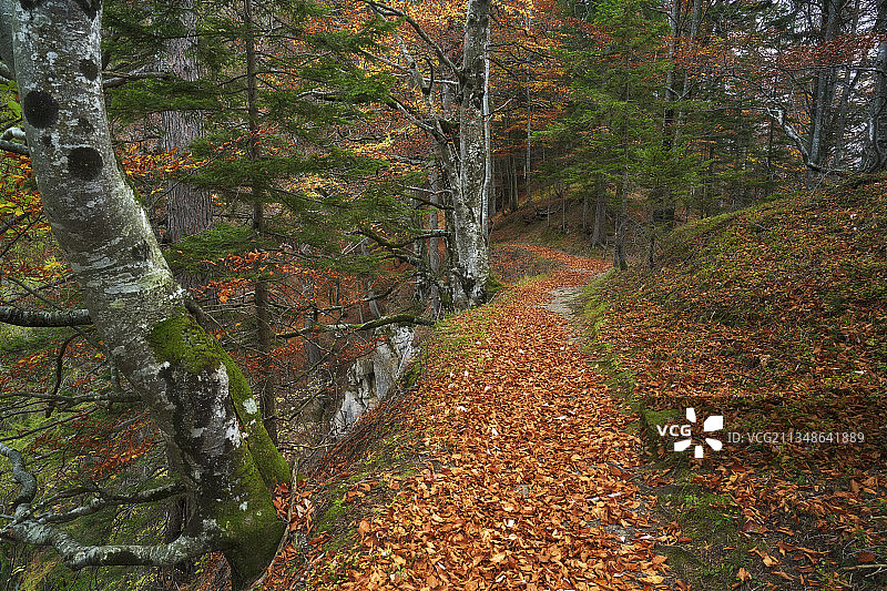 奥地利卡林西亚Garnitzenklamm森林小路上的秋天心情。图片素材