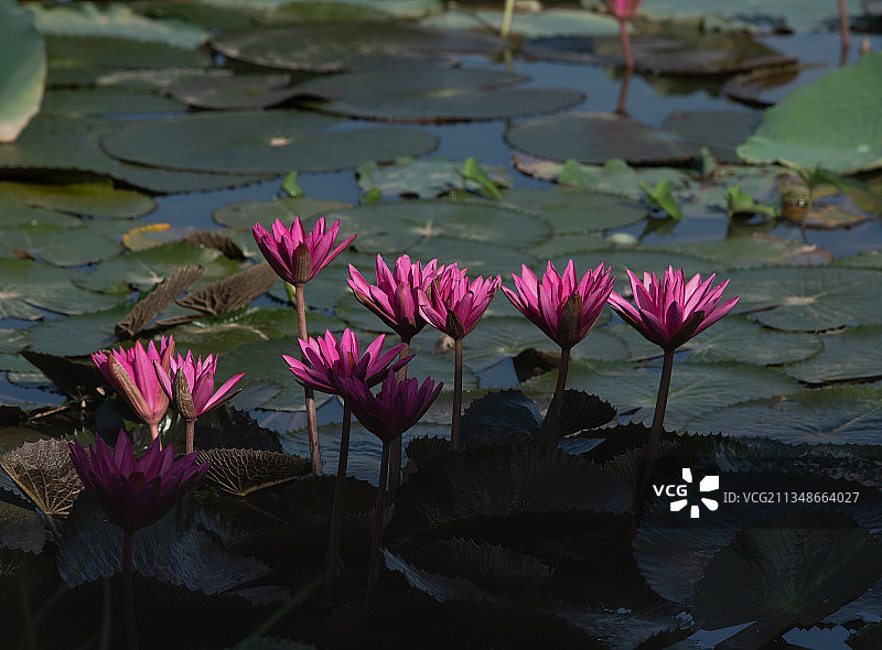 特写粉红色莲花睡莲在湖，越南河内图片素材