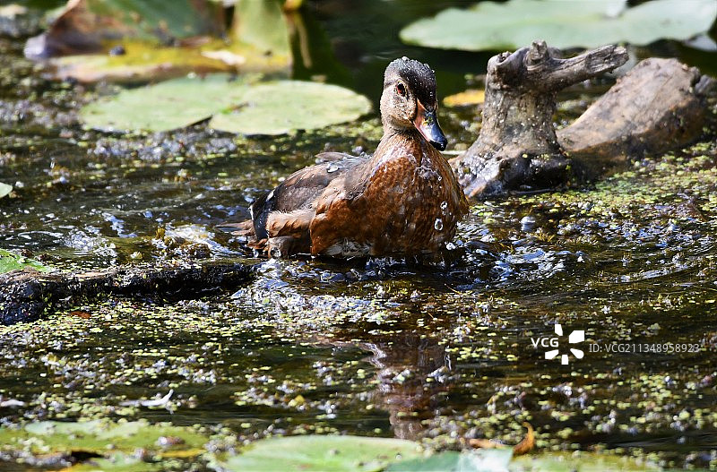 母野鸭，凯霍加谷国家公园，俄亥俄州，美国图片素材