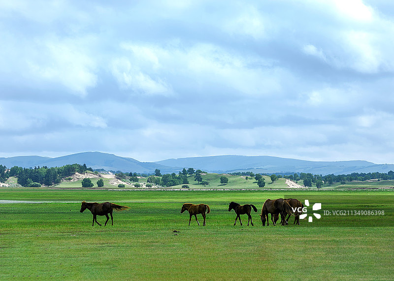 草原上的马群图片素材