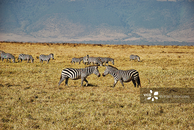 坦桑尼亚恩戈罗戈罗火山口，斑马在野外行走的高角度照片图片素材