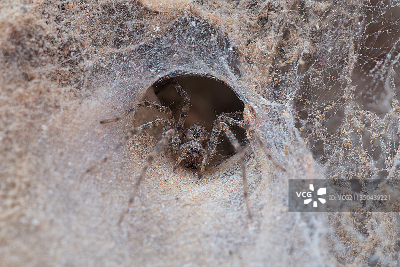 意大利，沙网中的蜘蛛特写镜头图片素材