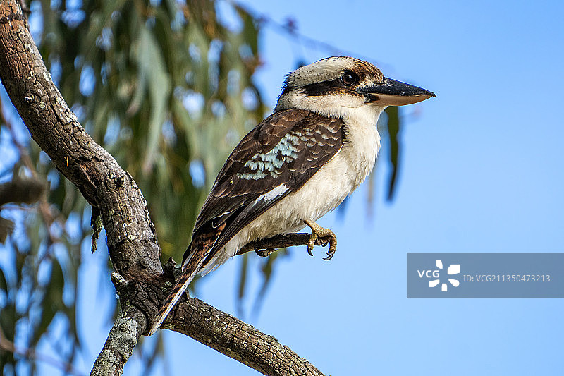 澳大利亚昆士兰州布里斯班，翠鸟栖息在树上的低角度视图图片素材