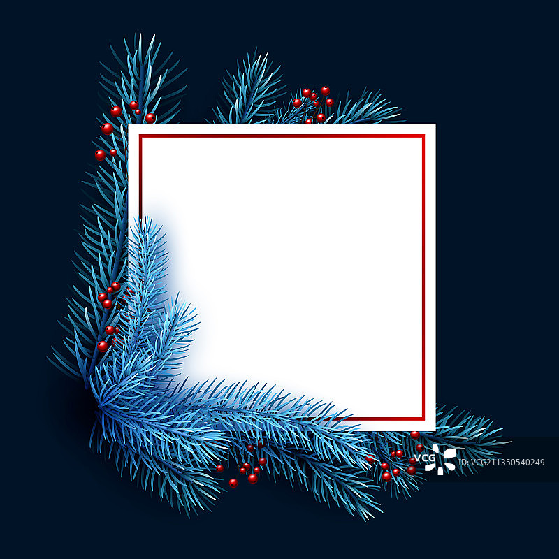蓝色云杉树枝和红色的冬青浆果图片素材