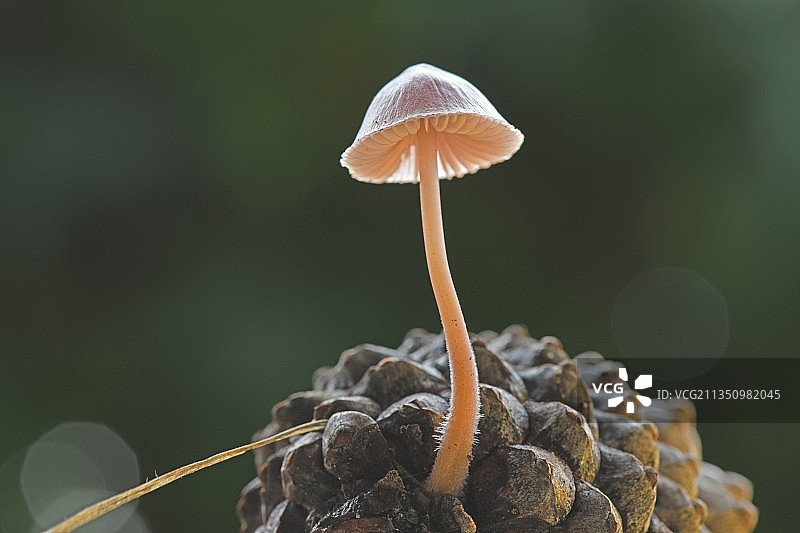 法国户外蘑菇生长的特写镜头图片素材