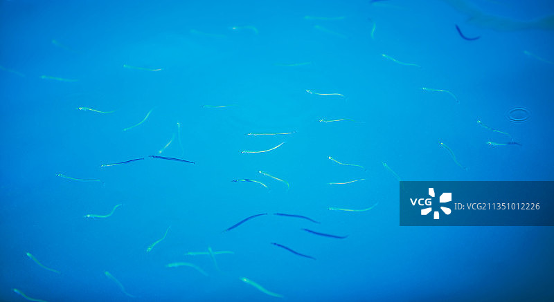 热带咸水鱼在海里游泳的特写镜头图片素材