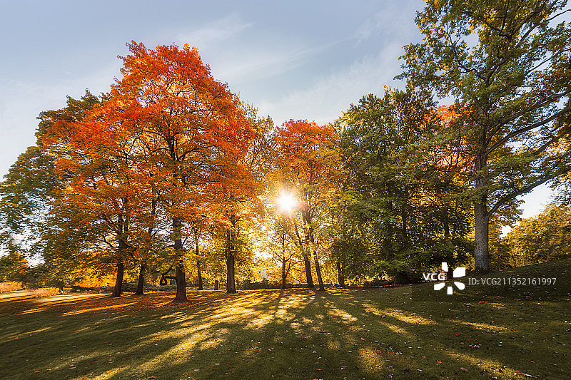 秋天，瑞典城市斯巴达，天空映衬下田野上的树木图片素材