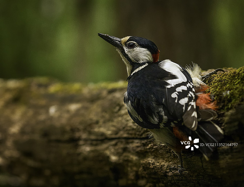 匈牙利布达佩斯，啄木鸟栖息在岩石上的特写镜头图片素材