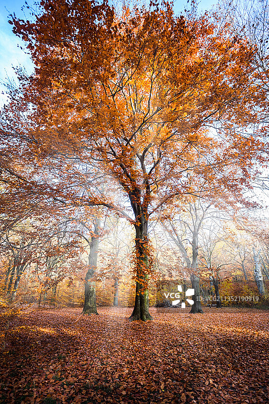 德国柏林，秋天公园里的树木图片素材