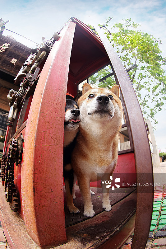 可爱的的日本柴犬图片素材