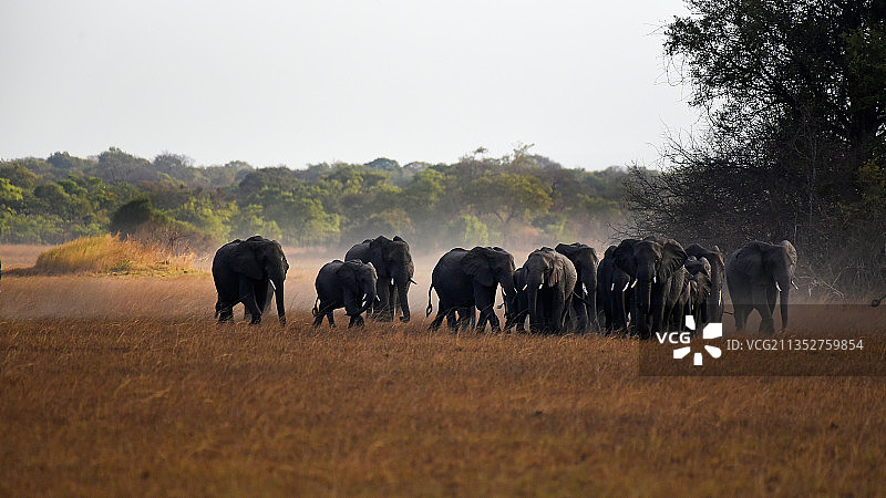 一群大象，南非，Mufumbwe，赞比亚图片素材