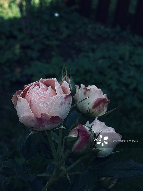 粉红玫瑰的特写，Remyagino，莫斯科州，俄罗斯图片素材