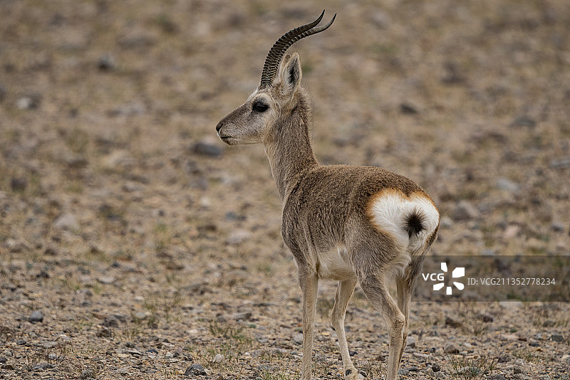 西藏阿里高原无人区的藏原羚，国家保护动物藏羚羊图片素材