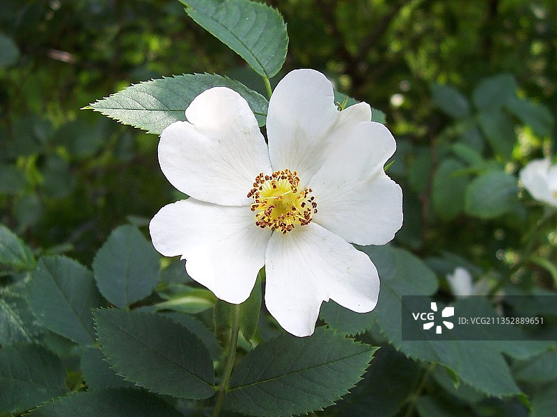 乌克兰白色开花植物的特写图片素材