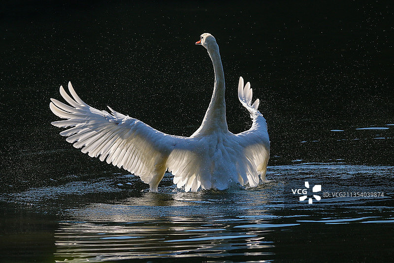 一只白天鹅在湖里游来游去图片素材