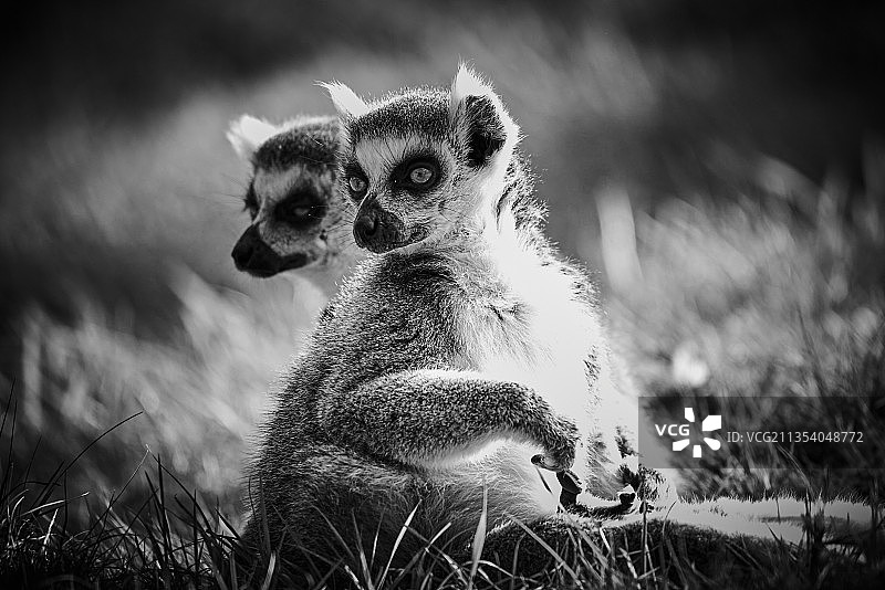 英国沃本野生动物园，猫鼬坐在野外的特写镜头图片素材