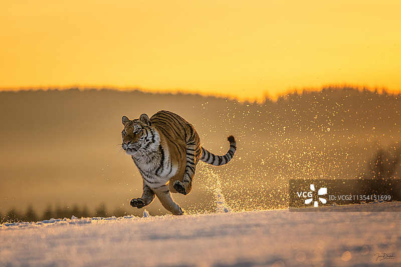日落时，老虎在天空中奔跑的侧视图图片素材