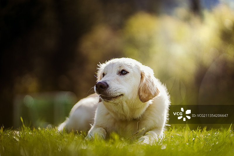 图为草地上的金毛寻回犬，德国施里尔湖图片素材