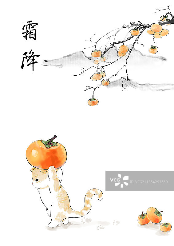 霜降季节搬柿子的小猫咪图片素材