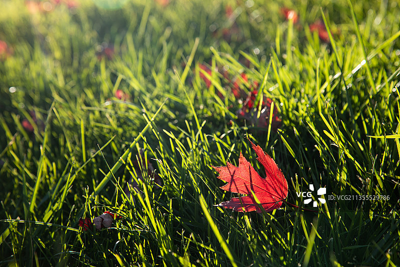草地上的一片红叶图片素材