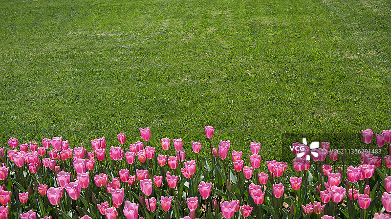 野外粉红色开花植物的高角度视图图片素材