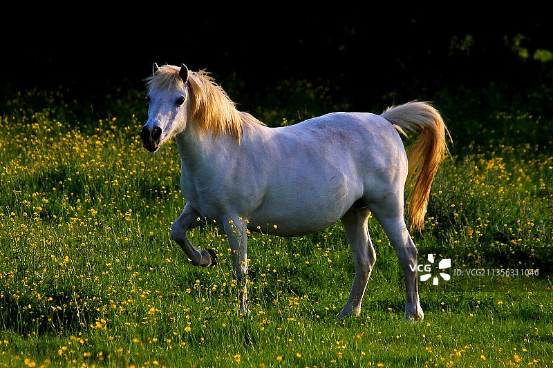 侧面的马跑在田野，沃金，英国，英国图片素材