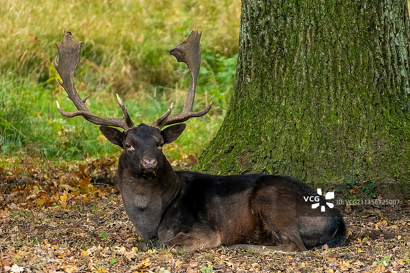 马鹿的肖像坐在田野上，汉诺威蒂尔加顿，德国图片素材