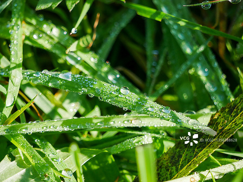 雨季潮湿植物叶片的特写镜头图片素材