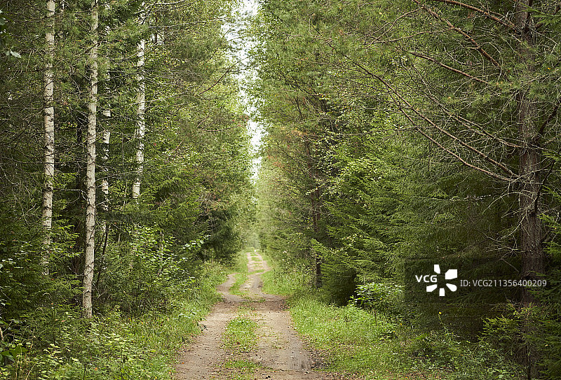 俄罗斯莫斯科州的森林景观图片素材