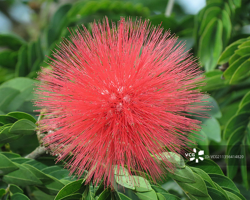 美国夏威夷希洛的红花特写图片素材