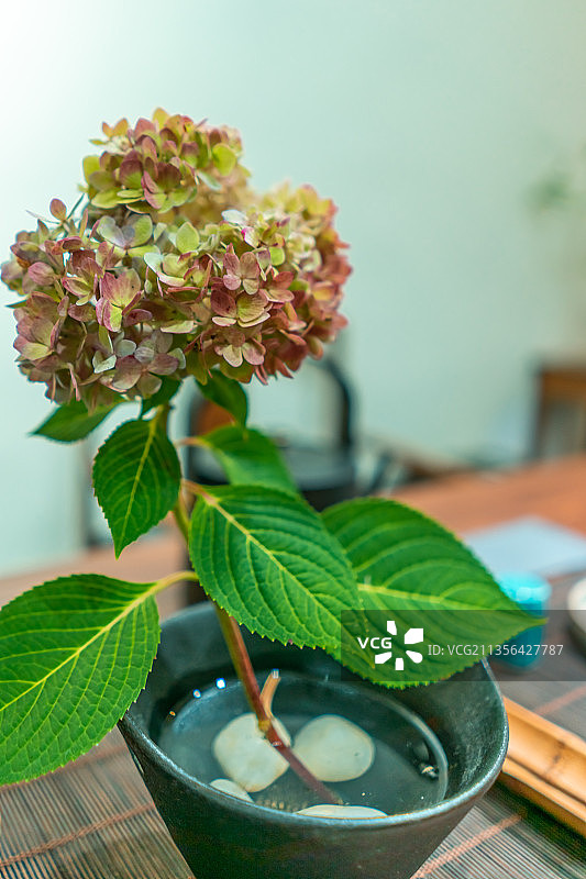 中国泰安室内的绣球花盆栽图片素材