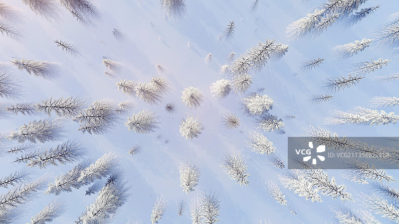 树林,冬季,松树,被雪覆盖,冬天,雪山,树,森林,大雪图片素材
