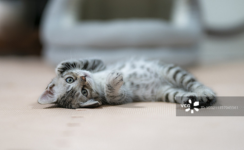 美国短毛银虎斑猫幼猫特写图片素材