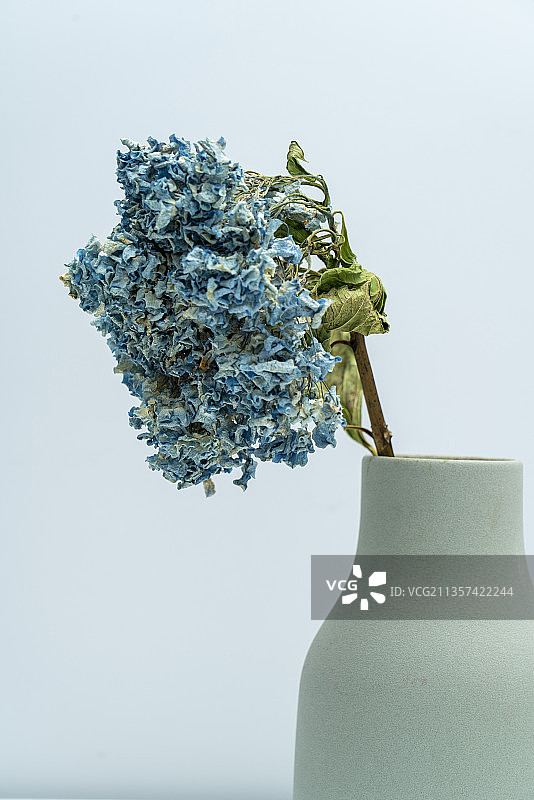 一只蓝色的绣球干花插在花瓶中图片素材