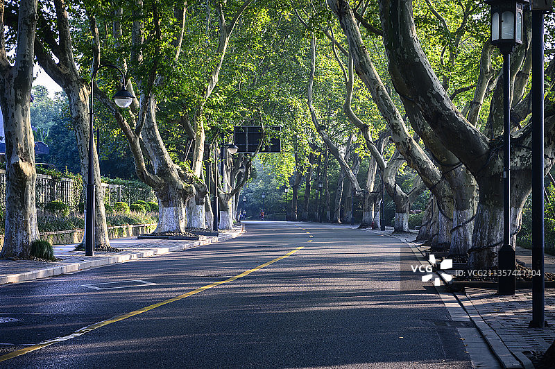 杭州西湖旁的梧桐大道图片素材