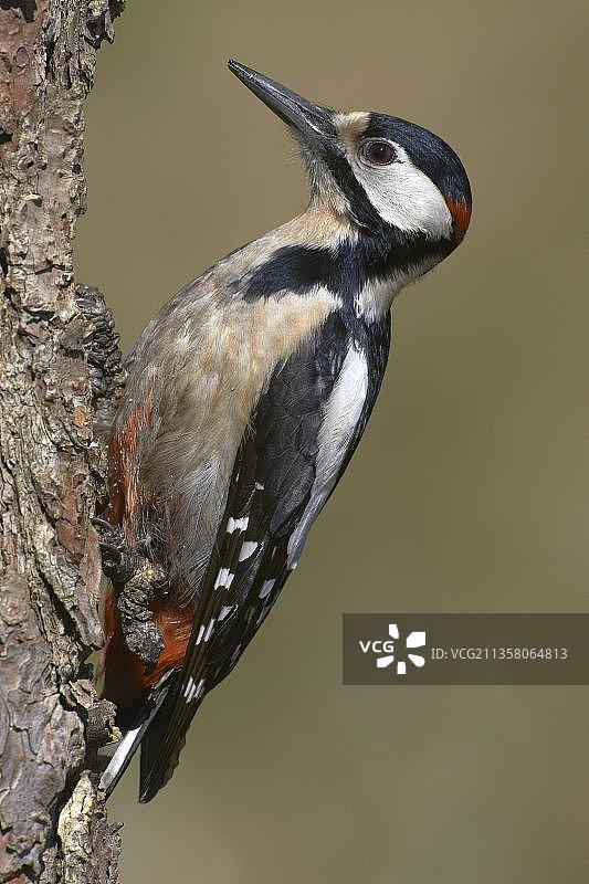 大斑点啄木鸟，马拉加，安达卢西亚，西班牙，欧洲图片素材