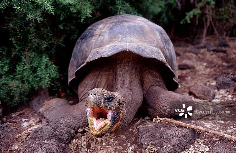 加拉帕戈斯巨龟(黑龟)，厄瓜多尔加拉帕戈斯群岛(大象龟)，象龟图片素材