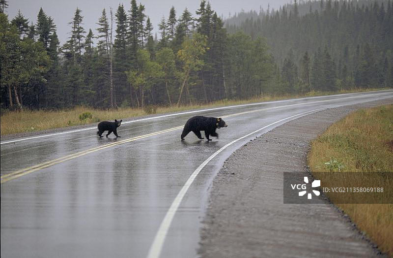 加拿大纽芬兰，带无线电项圈和耳标的雌性黑熊和幼熊正在过马路(美国黑熊)图片素材