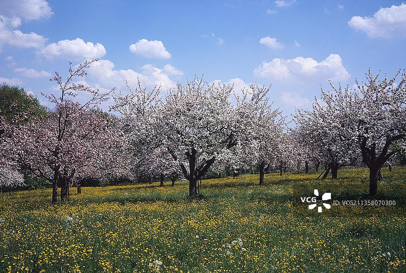 种植园里盛开的苹果树，在Apfelplantage的Bluehende Apfelbaeume, Streuobstwiese图片素材