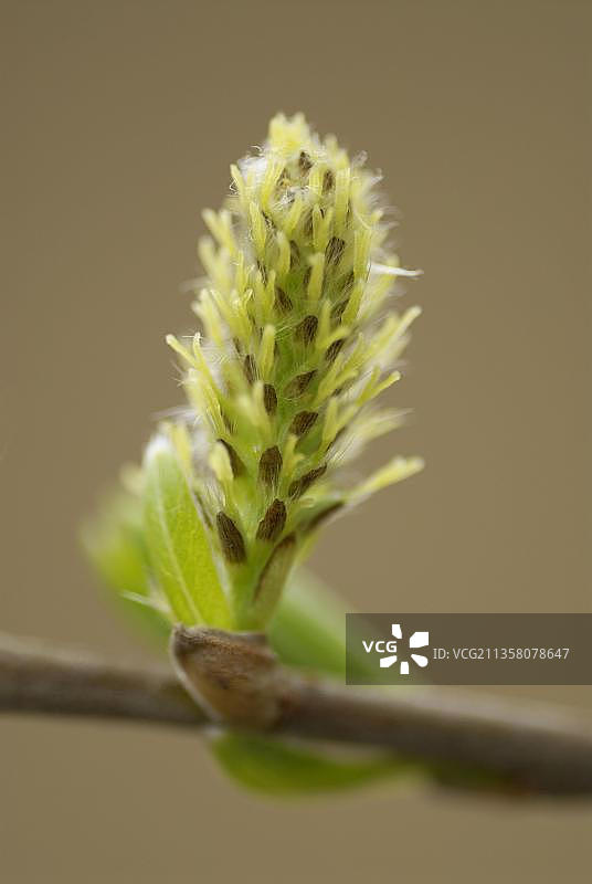 山羊柳(Salix caprea)，雌性柳絮，北莱茵-威斯特伐利亚，德国，欧洲图片素材