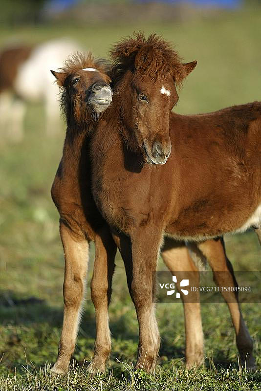 冰岛的小马,小马驹图片素材