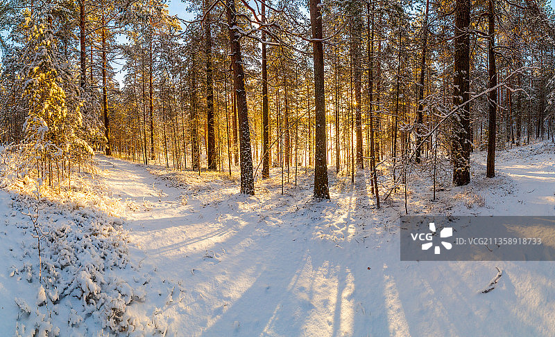 树木在积雪覆盖的田野在冬天，俄罗斯图片素材