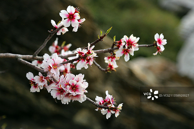 粉红色樱花在春天的特写图片素材